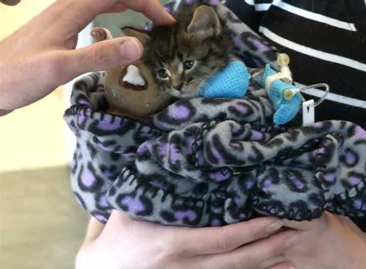 Missoula doctors and volunteers try to save kittens that were fo 