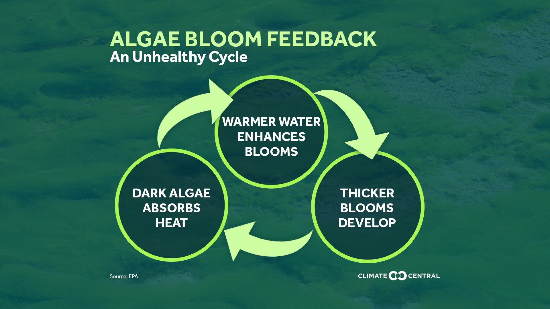 Algae Blooms & Climate Change Algae Blooms & Climate Change